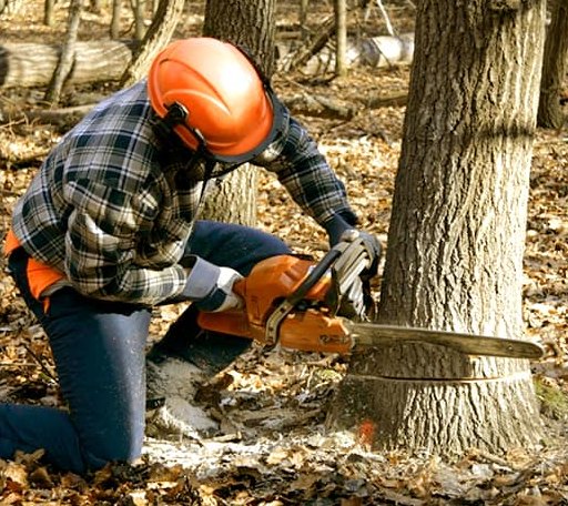 Tree Removal in Champion, MI